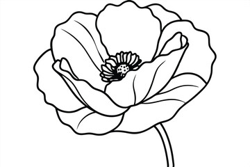 poppy silhouette line art vector illustration