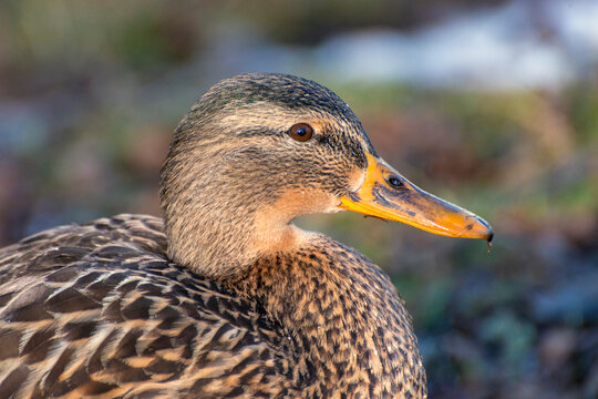 Portrait einer Stockente