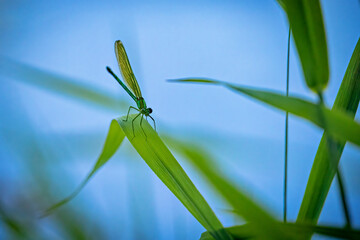 A Banded Blue Damselfly (Calopteryx splendens)