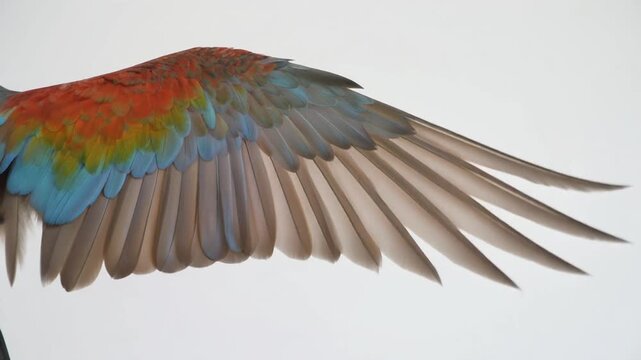 Colorful Macaw Wing Animation on White Background Perfect for Nature Content