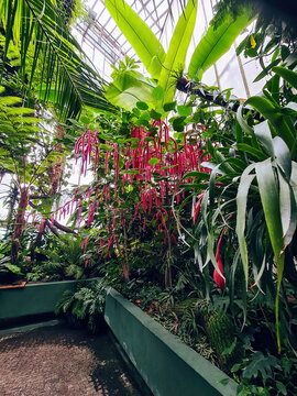 Botanical garden with growth green tropical trees, plants. Acalypha hispid blossom shrub, Billbergia nutans growing in greenhouse