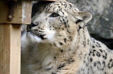 Obraz premium ユキヒョウ