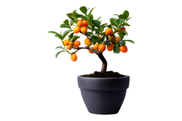 Potted kumquat tree with orange fruits for Lunar New Year decor, isolated on transparent background