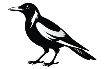 Obraz premium australian magpie silhouette line art vector illustration
