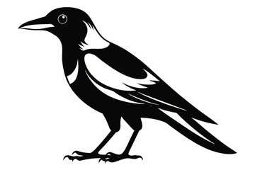 Obraz premium australian magpie silhouette line art vector illustration