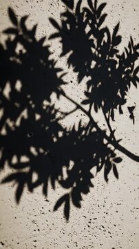 Shadows of leaves dancing on a textured wall in natural light, creating an abstract and serene visual.