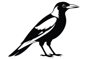 Obraz premium australian magpie silhouette line art vector illustration