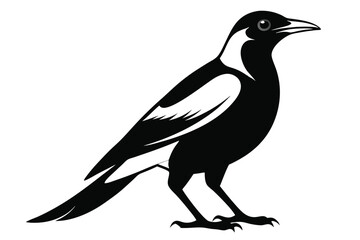 Obraz premium australian magpie silhouette line art vector illustration