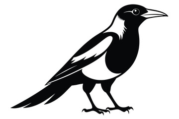 Obraz premium australian magpie silhouette line art vector illustration