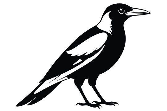 australian magpie silhouette line art vector illustration
