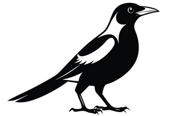 Fototapeta premium australian magpie silhouette line art vector illustration