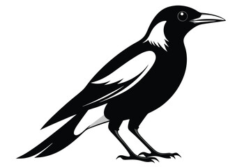 Fototapeta premium australian magpie silhouette line art vector illustration