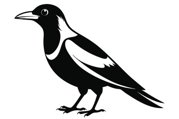 Fototapeta premium australian magpie silhouette line art vector illustration