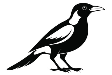 Fototapeta premium australian magpie silhouette line art vector illustration
