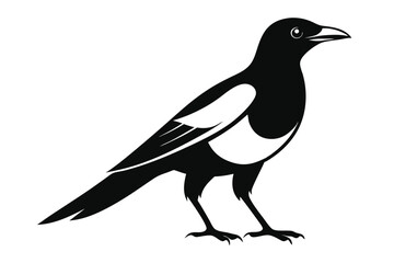 Fototapeta premium australian magpie silhouette line art vector illustration