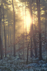 przebijające się słońce przez drzewa