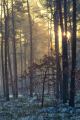 przebijające się słońce przez drzewa