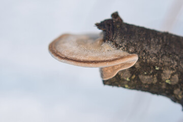 huba zimą na gałęzi