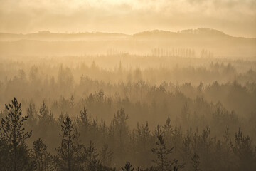 Mgła w koronach drzew