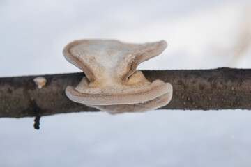 huba zimą na gałęzi