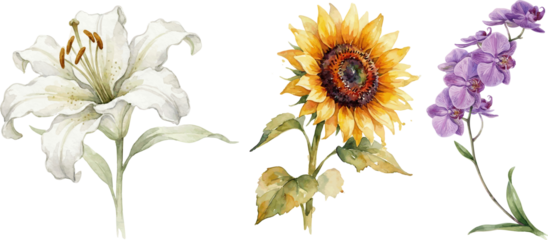 set Flower Watercolor Botanical Illustration