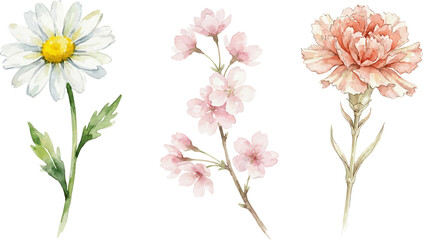 set Flower Watercolor Botanical Illustration