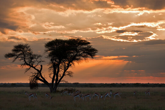 Springbok antelopes under umbrella acacia at sunrise Central Kalahari Botswana