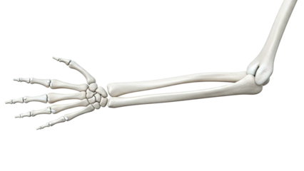 Human Arm and Hand Skeleton