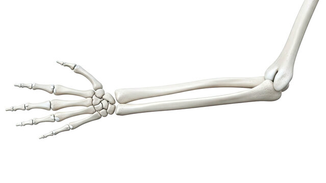 Human Arm and Hand Skeleton
