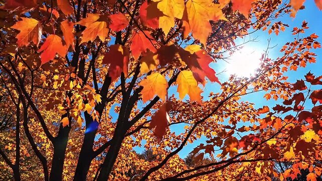 Vibrant Autumn Foliage with Sunlight Peeking Through Golden and Red Leaves.