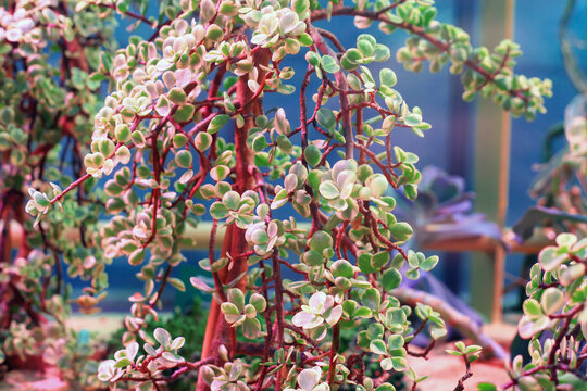 Portulacaria afra variegata succulent plant grow in botanical garden