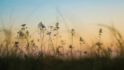 Fototapeta premium Delicate wildflowers silhouetted against a soft gradient sky at dusk