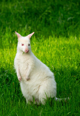 A close-up of a kangaroo on green grass. A white albino kangaroo cub. Wild kangaroos, Australia, wildlife, marsupials.