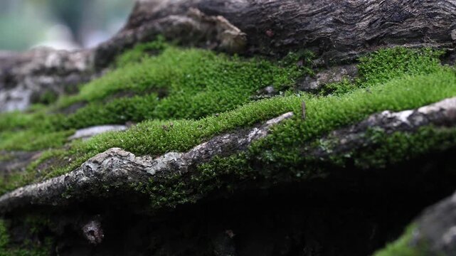 macro green moss on tree roots, green moss on tree roots