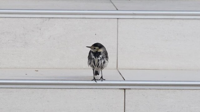 white wagtail, Motacilla alba