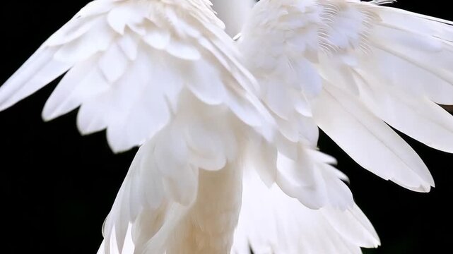 Majestic white angel wings flapping on a black background creating serenity