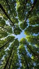 Tall trees with green leaves against blue sky on sunny day  forest canopy