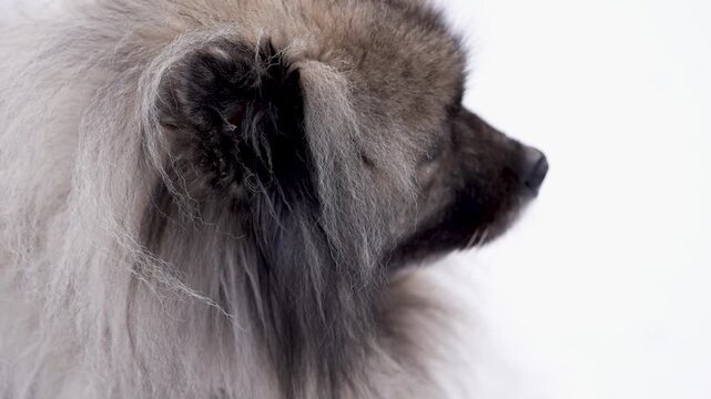 Side close-up of a Keeshond (Wolfspitz) with focus on fur and ear while the face is slightly out of focus. Gentle wind moves the coat against a clean white background, creating a soft and minimal pet