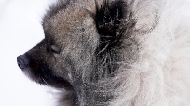 Detail close-up of a Keeshond (Wolfspitz) showing ear and thick coat as a light breeze gently moves the fur. Face remains softly out of focus against a clean white studio background.
