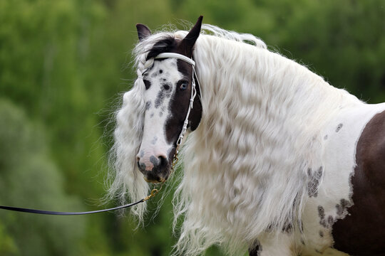 A long-maned beautiful painted pony against the backdrop of spring greenery