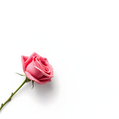Elegant Pink Rose with Stem