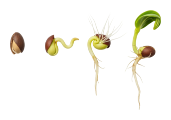 Seed germination process nature educational growth isolated on transparent background