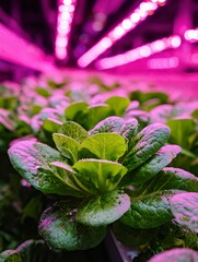 Vertical Farming Lettuce with Vibrant Pink LED Lights for Modern Agriculture