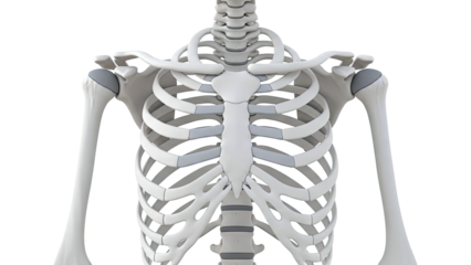 Anatomical Illustration of the Human Thoracic Skeleton