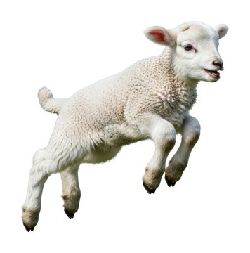 Playful lambs jumping in green pasture nature outdoors isolated on transparent background