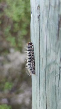 Close-up video of a pine processionary caterpillar crawling on a wooden post. Detailed view of the hairy larva, known for its defensive bristles, in a natural outdoor environment.