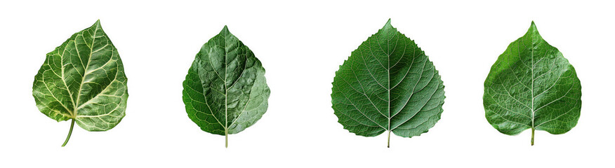 Obraz premium Four vibrant green leaves showcase varying vein patterns and textures on transparent background high quality professional