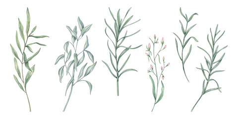 Watercolor abstract meadow herbs clip art illustration on isolated background. Spring plant with green leaves set. Floral elements for bouquet design, botanical book, invitation.