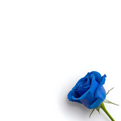 Deep Blue Rose in Corner with Shadow