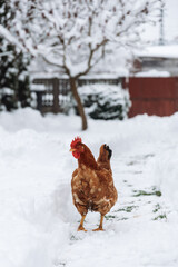 Hen standing in the snow.